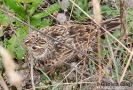 Allodola Alauda arvensis