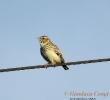 Alaudidae