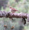 Tottavilla Lullula arborea