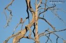 Bombycillidae