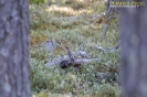 Bombycillidae