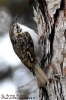 Rampichino alpestre Certhia familiaris