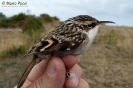 Rampichino comune Certhia brachydactyla