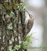 Rampichino comune Certhia brachydactyla