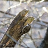 Rampichino comune Certhia brachydactyla