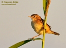 Beccamoschino Cisticola juncidis