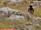 Cornacchia grigia Corvus cornix
