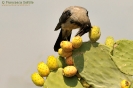 Cornacchia grigia Corvus cornix
