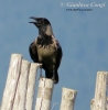 Cornacchia grigia Corvus cornix