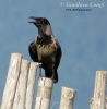 Cornacchia grigia
