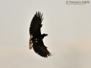 Corvo imperiale Corvus corax