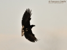 Corvidae
