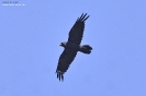 Corvo imperiale Corvus corax