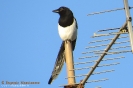 Corvidae