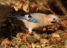 Ghiandaia Garrulus glandarius