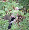 Ghiandaia Garrulus glandarius