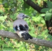 Corvidae