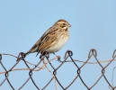 Emberizidae