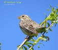 Strillozzo Emberiza calandra