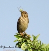 Emberizidae