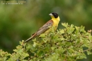 Zigolo capinero Emberiza melanocephala