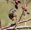 Zigolo muciatto Emberiza cia