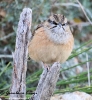 Zigolo muciatto Emberiza cia