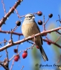 PASSERIFORMES