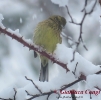 Emberizidae