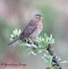 Emberizidae