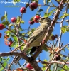 Zigolo nero Emberiza cirlus