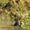 Fringillidae