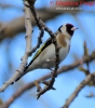 Cardellino Carduelis carduelis