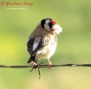 Cardellino Carduelis carduelis
