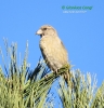 Crociere Loxia curvirostra