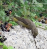 Crociere Loxia curvirostra