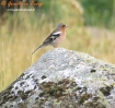 Fringillidae