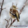 Frosone Coccothraustes coccothraustes