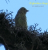 Lucherino Spinus spinus 
