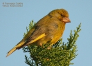 Verdone Chloris chloris