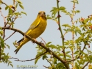 Verdone Chloris chloris
