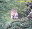 Fringillidae