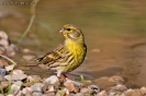 Fringillidae