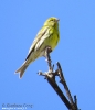 Verzellino