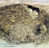 Balestruccio Delichon urbicum