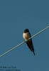 Hirundinidae