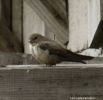 Rondine montana Ptyonoprogne rupestris