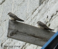 Rondine montana Ptyonoprogne rupestris