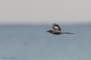  Averla beccopallido Lanius pallidirostris