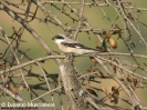 Averla cenerina Lanius minor